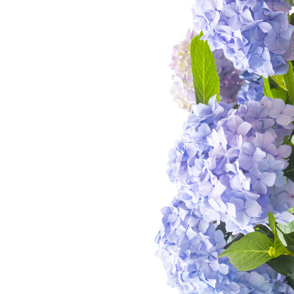수국 템플릿 — 보라 수국 세로 배치 외 4개